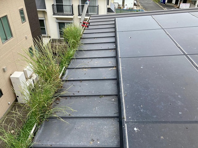 屋根の鳥の糞被害